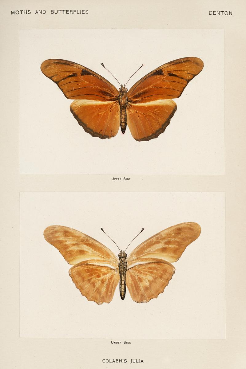 Julia butterfly (Colaenis Julia) from Moths and butterflies of the United States (1900) by Sherman F. Denton (1856-1937). Digitally enhanced from our own publication. Julia butterfly (Colaenis Julia) from Moths and butterflies of the United States (1900) by Sherman F. Denton (1856-1937).…