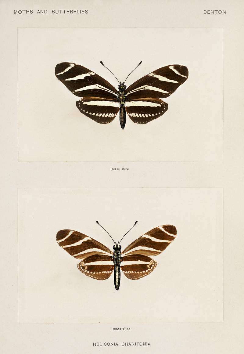 Zebra Longwing (Heliconia Charitonia) from Moths and butterflies of the United States (1900) by Sherman F. Denton (1856…
