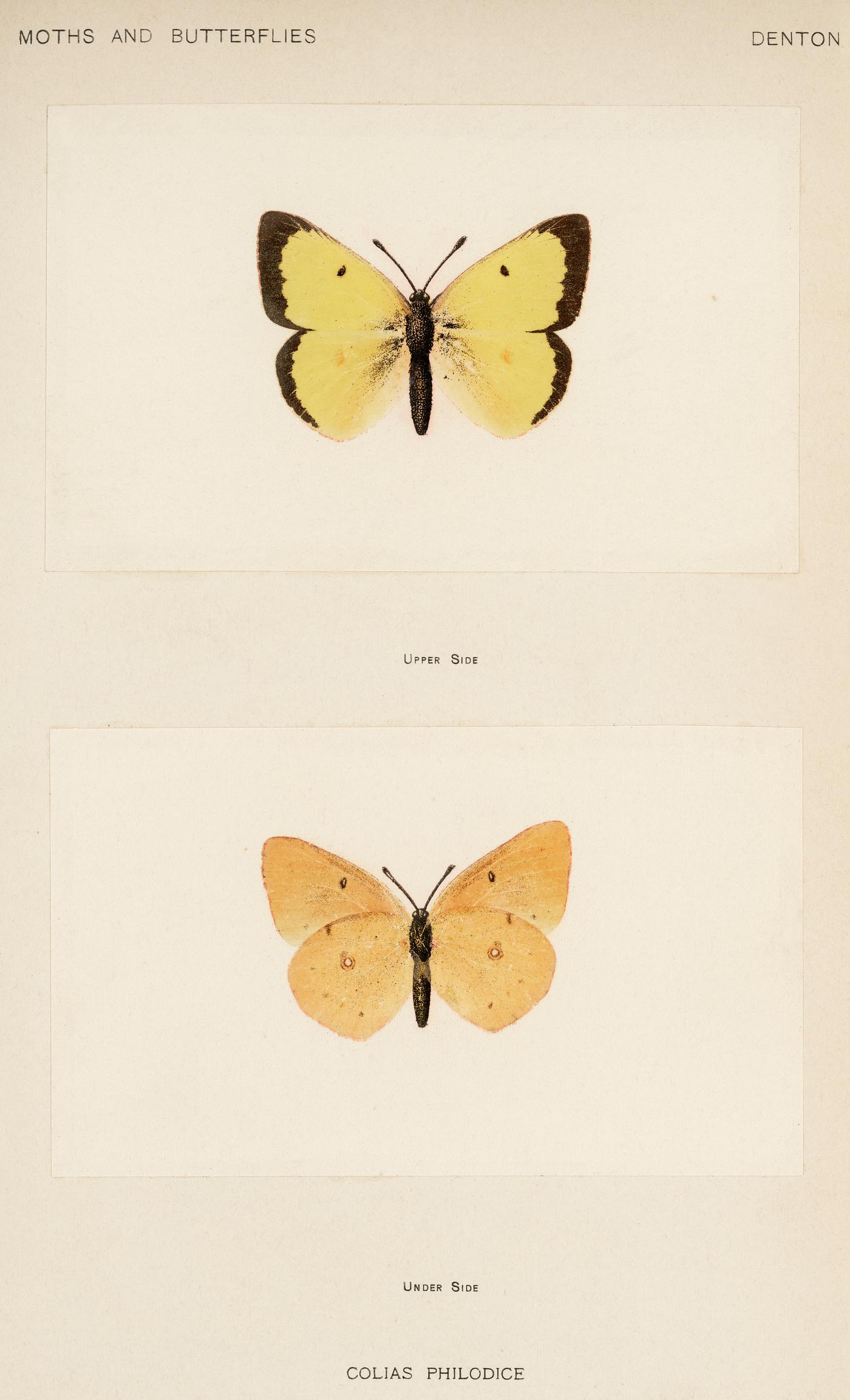 Clouded Sulphur (Colias Philodice) from Moths and butterflies of the United States (1900) by Sherman F. Denton (1856-1937).... Clouded Sulphur (Colias Philodice) from Moths and butterflies of the United States (1900) by Sherman F. Denton (1856-1937)....