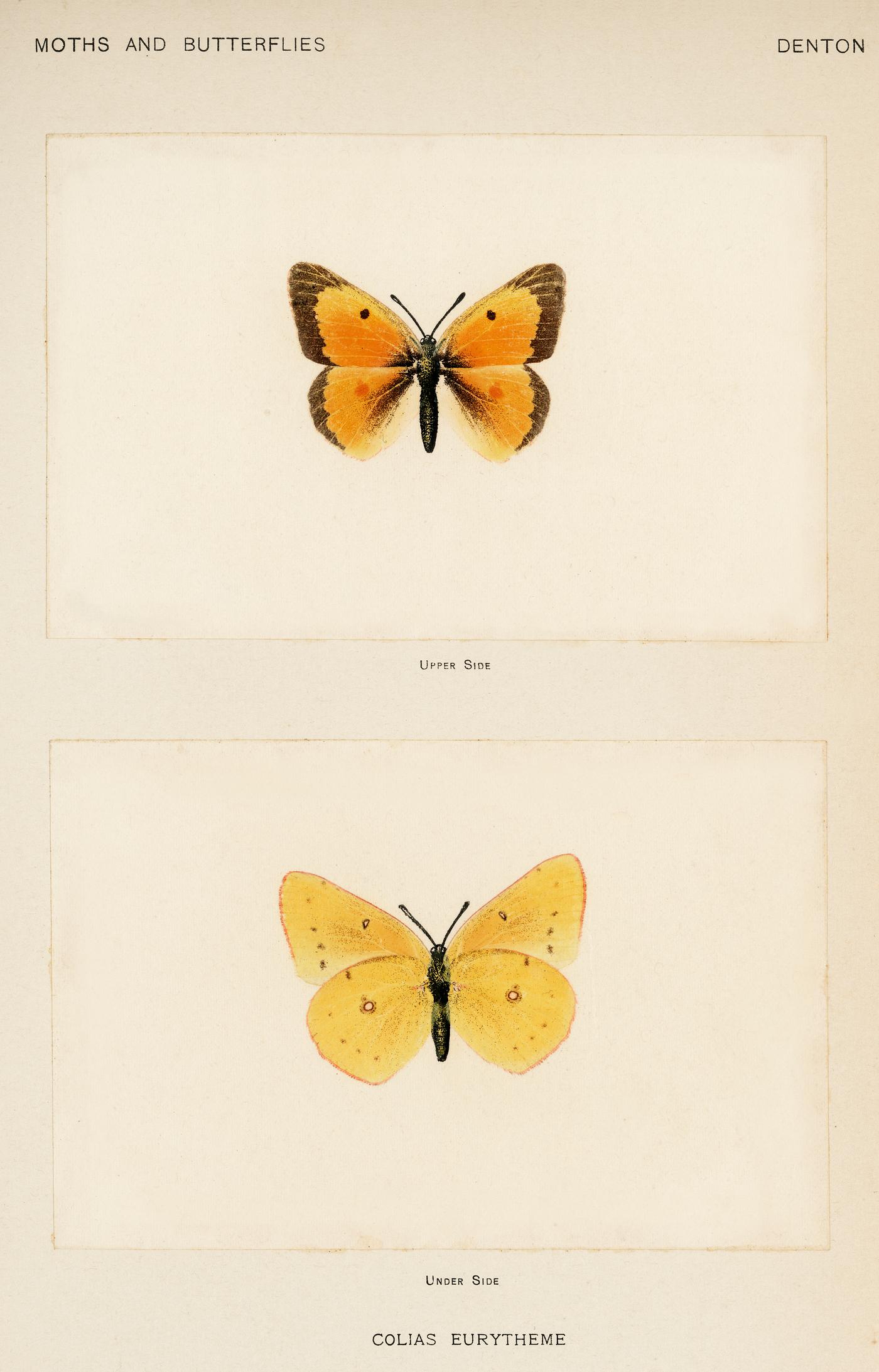 Orange Sulphur (Colias Eurytheme) from Moths and butterflies of the United States (1900) by Sherman F. Denton (1856-1937).... Orange Sulphur (Colias Eurytheme) from Moths and butterflies of the United States (1900) by Sherman F. Denton (1856-1937)....