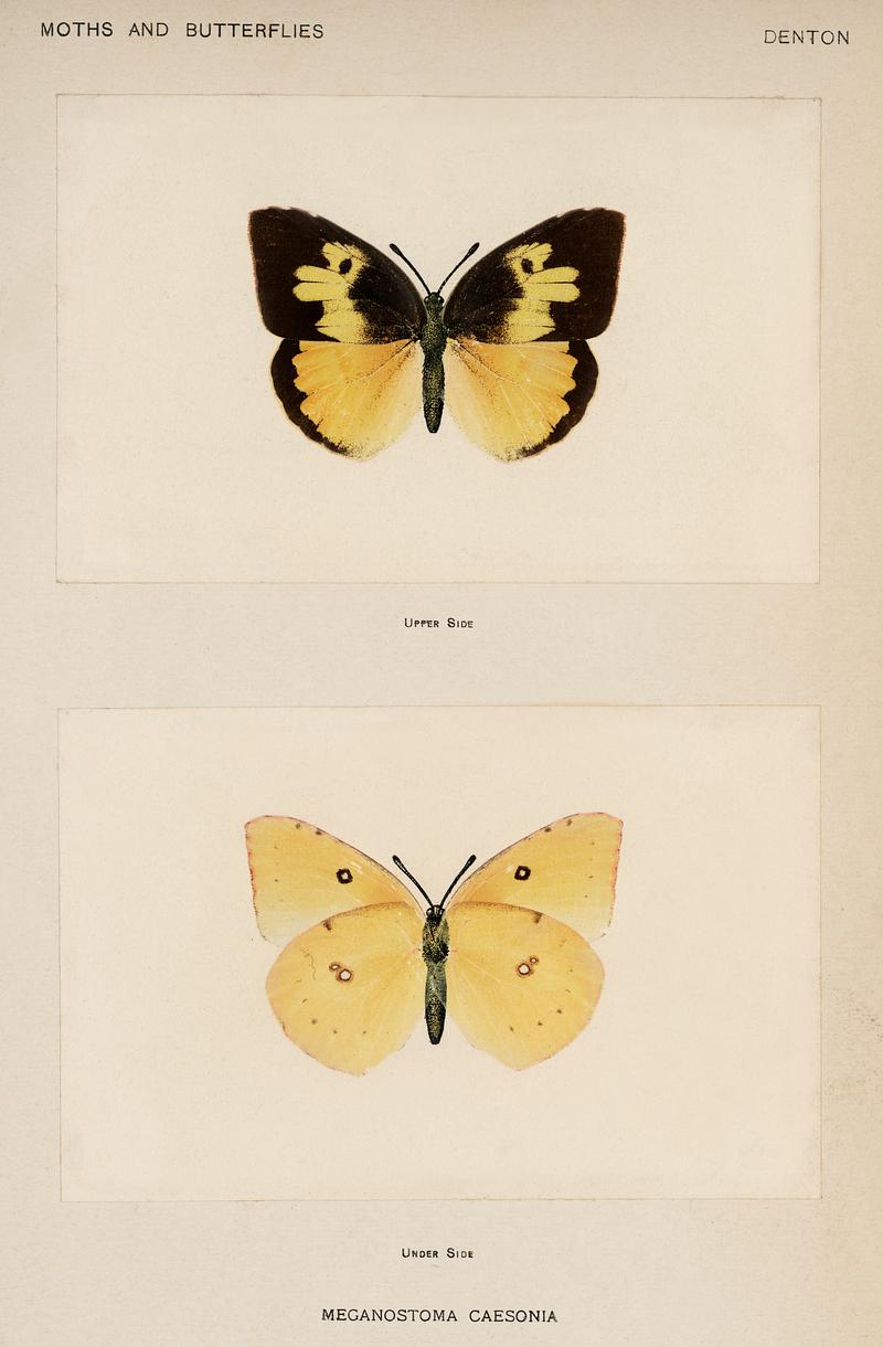 Southern Dogface (Meganostoma Caesonia) from Moths and butterflies of the United States (1900) by Sherman F. Denton (1856-1937). Digitally enhanced from our own publication. Southern Dogface (Meganostoma Caesonia) from Moths and butterflies of the United States (1900) by Sherman F. Denton (1856…