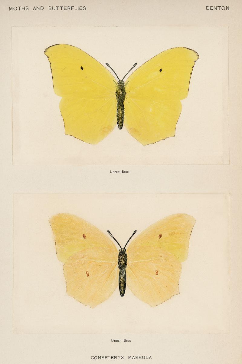 Angled Sulphur (Gonepteryx Maerula) from Moths and butterflies of the United States (1900) by Sherman F. Denton (1856-1937). Digitally enhanced from our own publication. Angled Sulphur (Gonepteryx Maerula) from Moths and butterflies of the United States (1900) by Sherman F. Denton (1856-1937).…