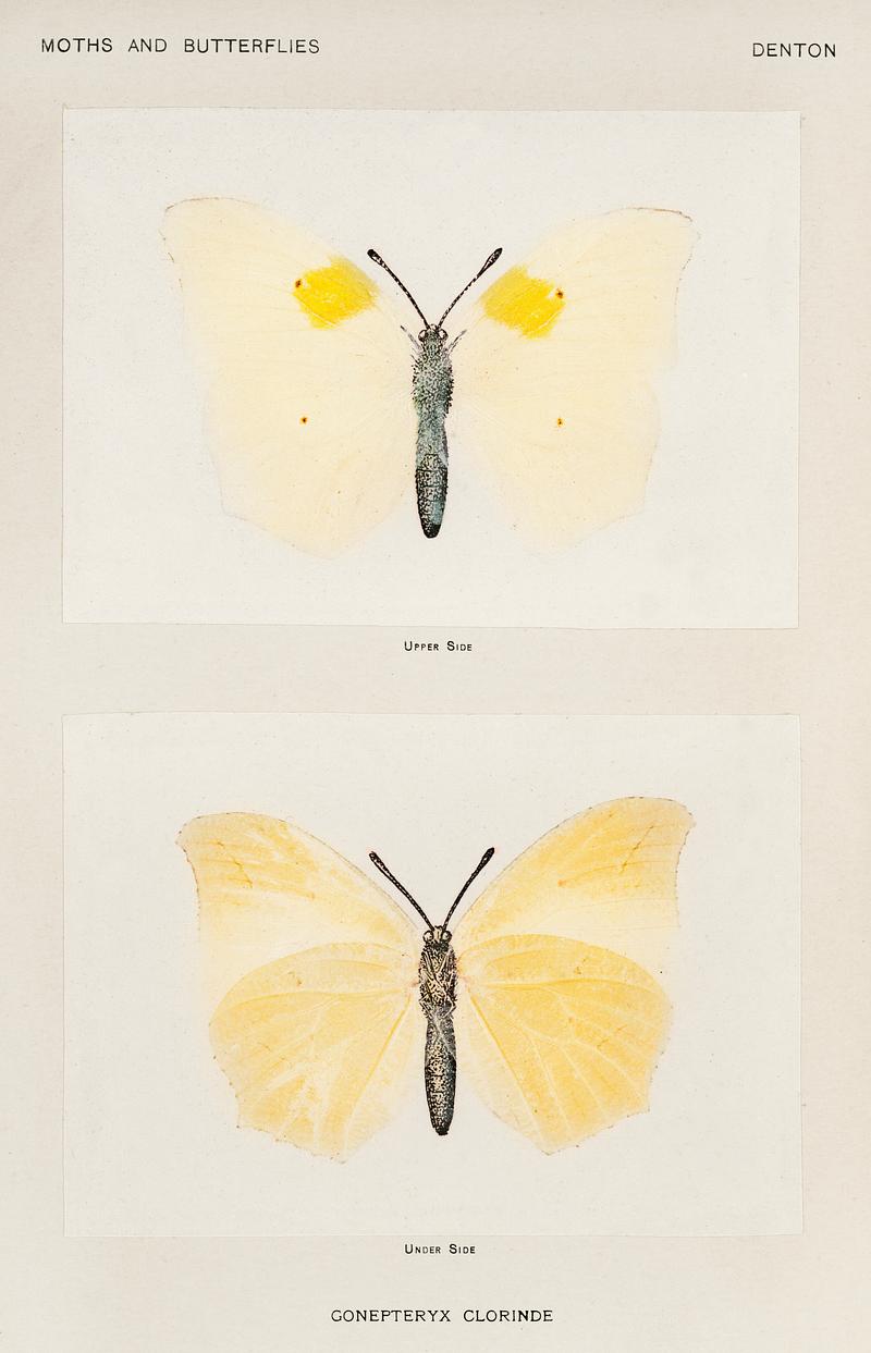 White Angled-sulphur (Gonepteryx Clorinde) from Moths and butterflies of the United States (1900) by Sherman F. Denton (1856-1937). Digitally enhanced from our own publication. White Angled-sulphur (Gonepteryx Clorinde) from Moths and butterflies of the United States (1900) by Sherman F. Denton (1856…
