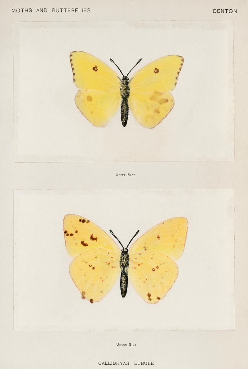 Cloudless Sulphur (Callidryas Eubule) from Moths and butterflies of the United States (1900) by Sherman F. Denton (1856-1937). Digitally enhanced from our own publication. Cloudless Sulphur (Callidryas Eubule) from Moths and butterflies of the United States (1900) by Sherman F. Denton (1856…