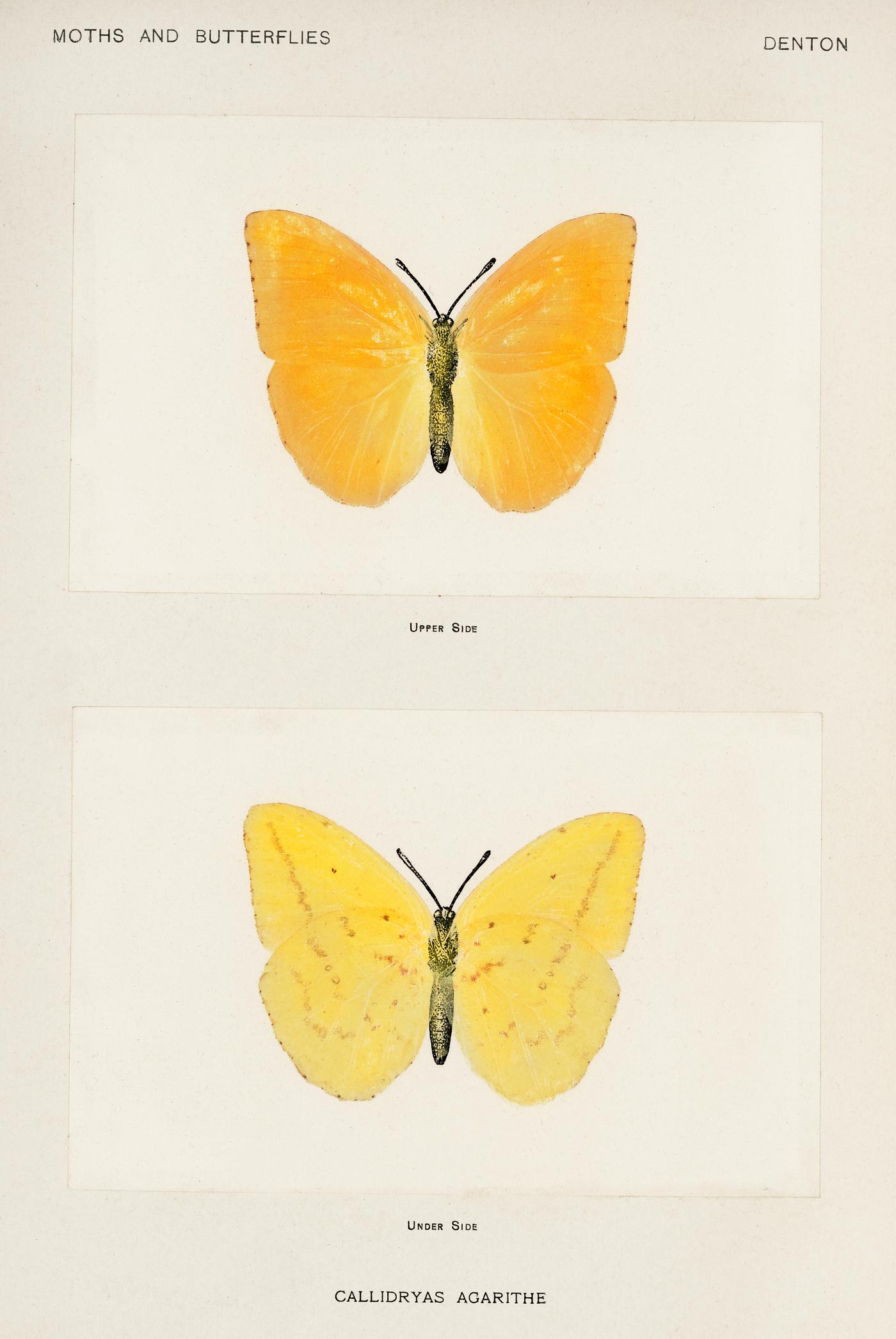 Orange Giant Sulphur (Callidryas Agarithe) from Moths and butterflies of the United States (1900) by Sherman F. Denton (1856... Orange Giant Sulphur (Callidryas Agarithe) from Moths and butterflies of the United States (1900) by Sherman F. Denton (1856...