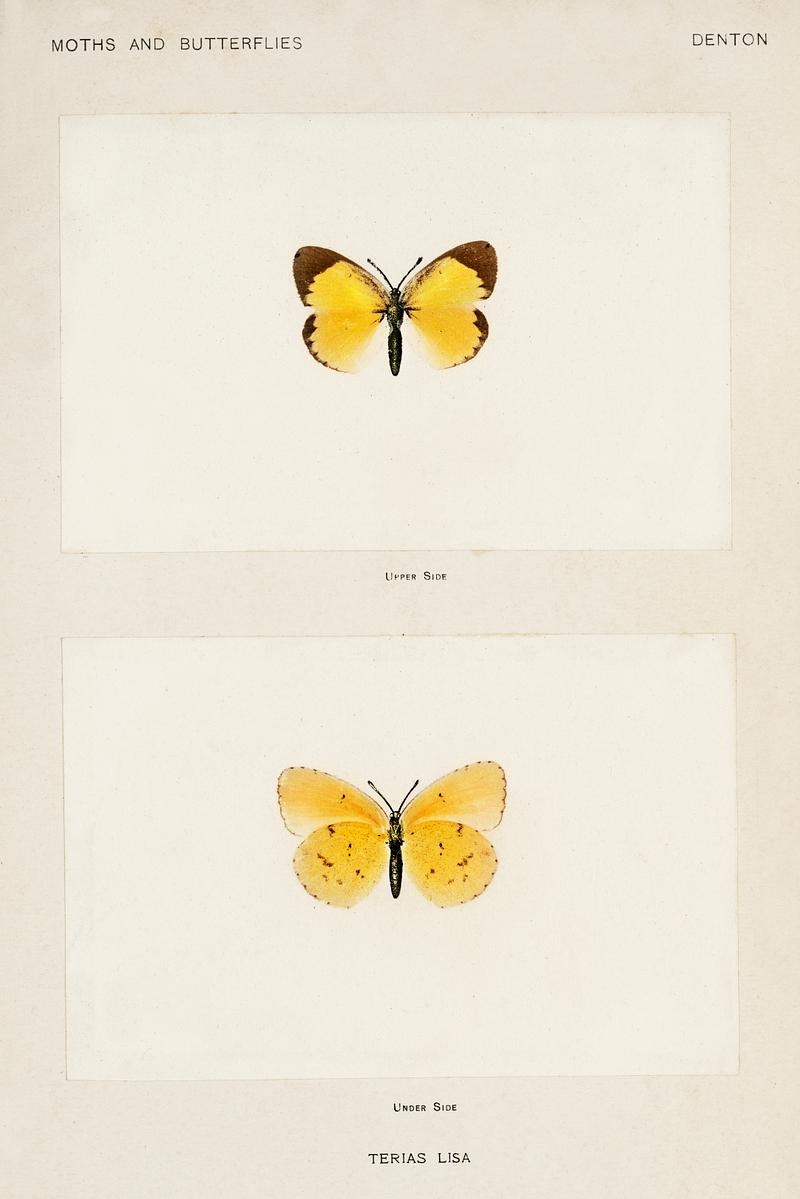 Little Sulphur (Terias Lisa) from Moths and butterflies of the United States (1900) by Sherman F. Denton (1856-1937). Digitally enhanced from our own publication. Little Sulphur (Terias Lisa) from Moths and butterflies of the United States (1900) by Sherman F. Denton (1856-1937).…
