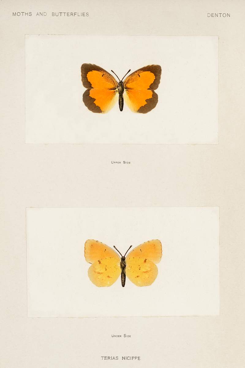 Sleepy Orange (Terias Nicippe) from Moths and butterflies of the United States (1900) by Sherman F. Denton (1856-1937).…