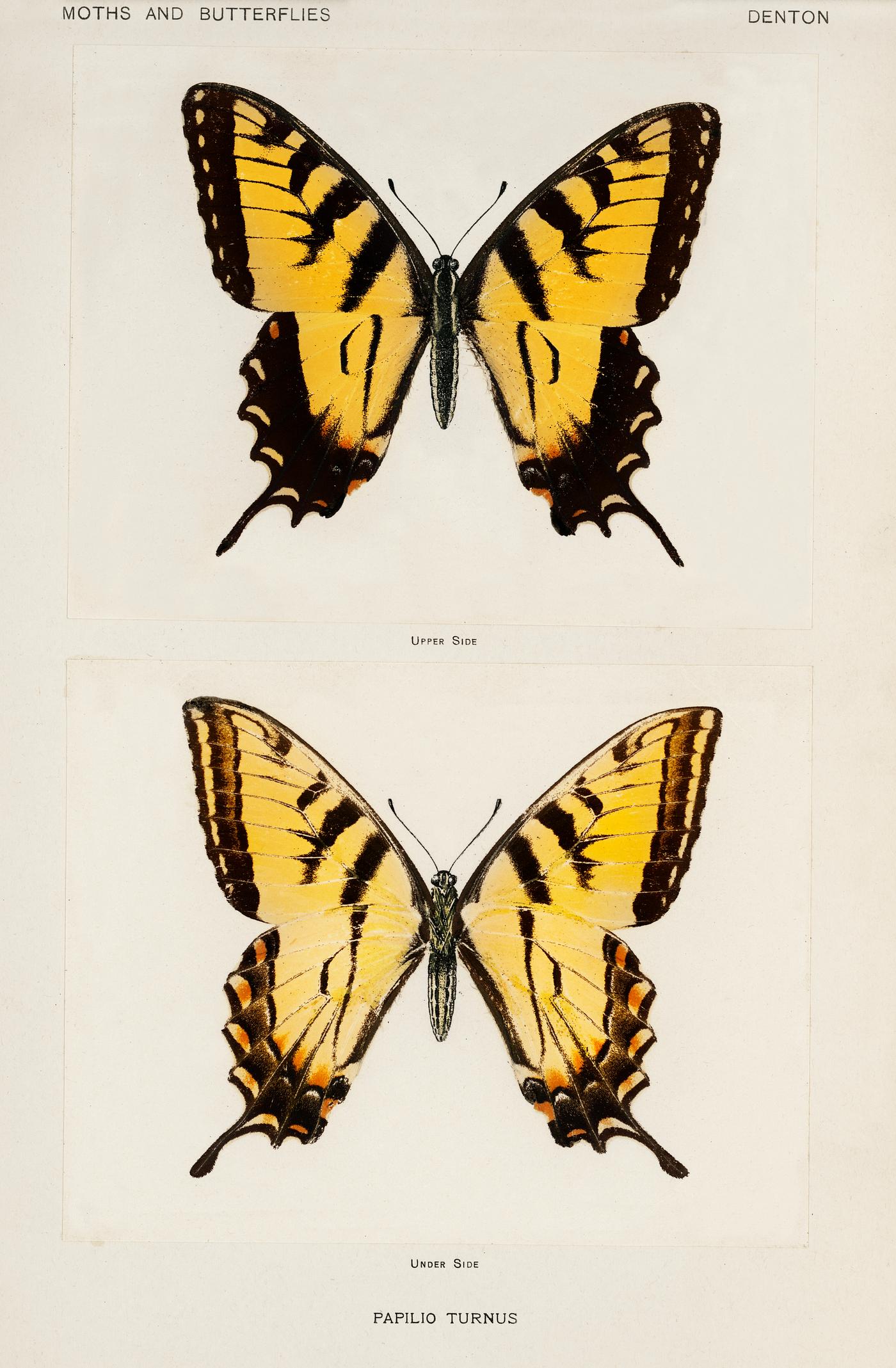 Eastern Tiger Swallowtail (Papilio Turnus) from Moths and butterflies of the United States (1900) by Sherman F. Denton (1856... Eastern Tiger Swallowtail (Papilio Turnus) from Moths and butterflies of the United States (1900) by Sherman F. Denton (1856...
