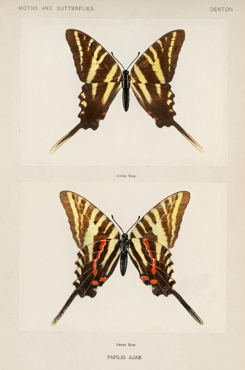Papilio Ajax from Moths and butterflies of the United States (1900) by Sherman F. Denton (1856-1937). Digitally enhanced from our own publication. Papilio Ajax from Moths and butterflies of the United States (1900) by Sherman F. Denton (1856-1937). Digitally enhanced from…