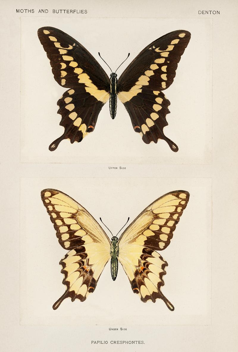 Giant Swallowtail (Papilio Cresphontes) from Moths and butterflies of the United States (1900) by Sherman F. Denton (1856-1937). Digitally enhanced from our own publication. Giant Swallowtail (Papilio Cresphontes) from Moths and butterflies of the United States (1900) by Sherman F. Denton (1856…