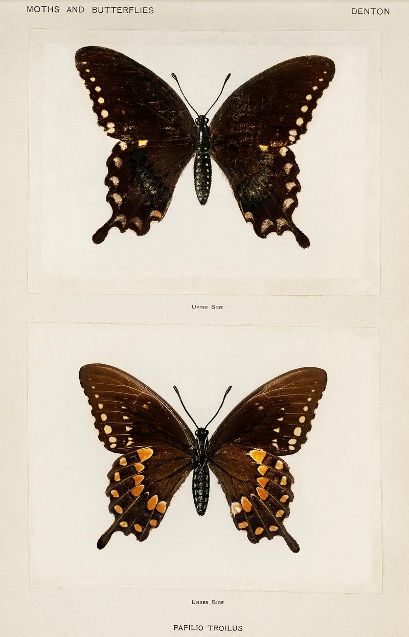 Spicebush Swallowtail (Papilio Troilus) from Moths and butterflies of the United States (1900) by Sherman F. Denton (1856-1937). Digitally enhanced from our own publication. Spicebush Swallowtail (Papilio Troilus) from Moths and butterflies of the United States (1900) by Sherman F. Denton (1856…
