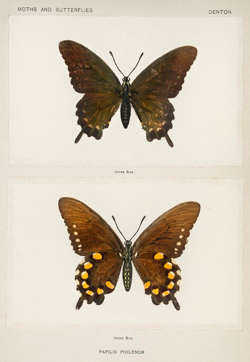 Blue Swallowtail (Papilio Philenor) from Moths and butterflies of the United States (1900) by Sherman F. Denton (1856-1937). Digitally enhanced from our own publication. Blue Swallowtail (Papilio Philenor) from Moths and butterflies of the United States (1900) by Sherman F. Denton (1856-1937).…
