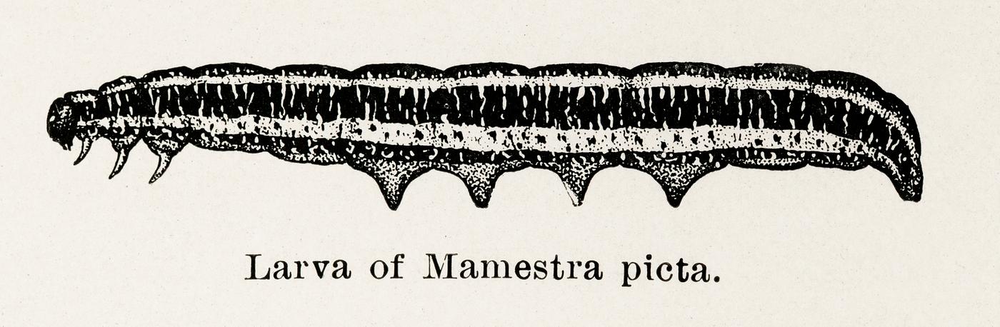 Larva of Mamestra picta (Painted Mamestra Moth Caterpillar) from Moths and butterflies of the United States (1900) by... Larva of Mamestra picta (Painted Mamestra Moth Caterpillar) from Moths and butterflies of the United States (1900) by...
