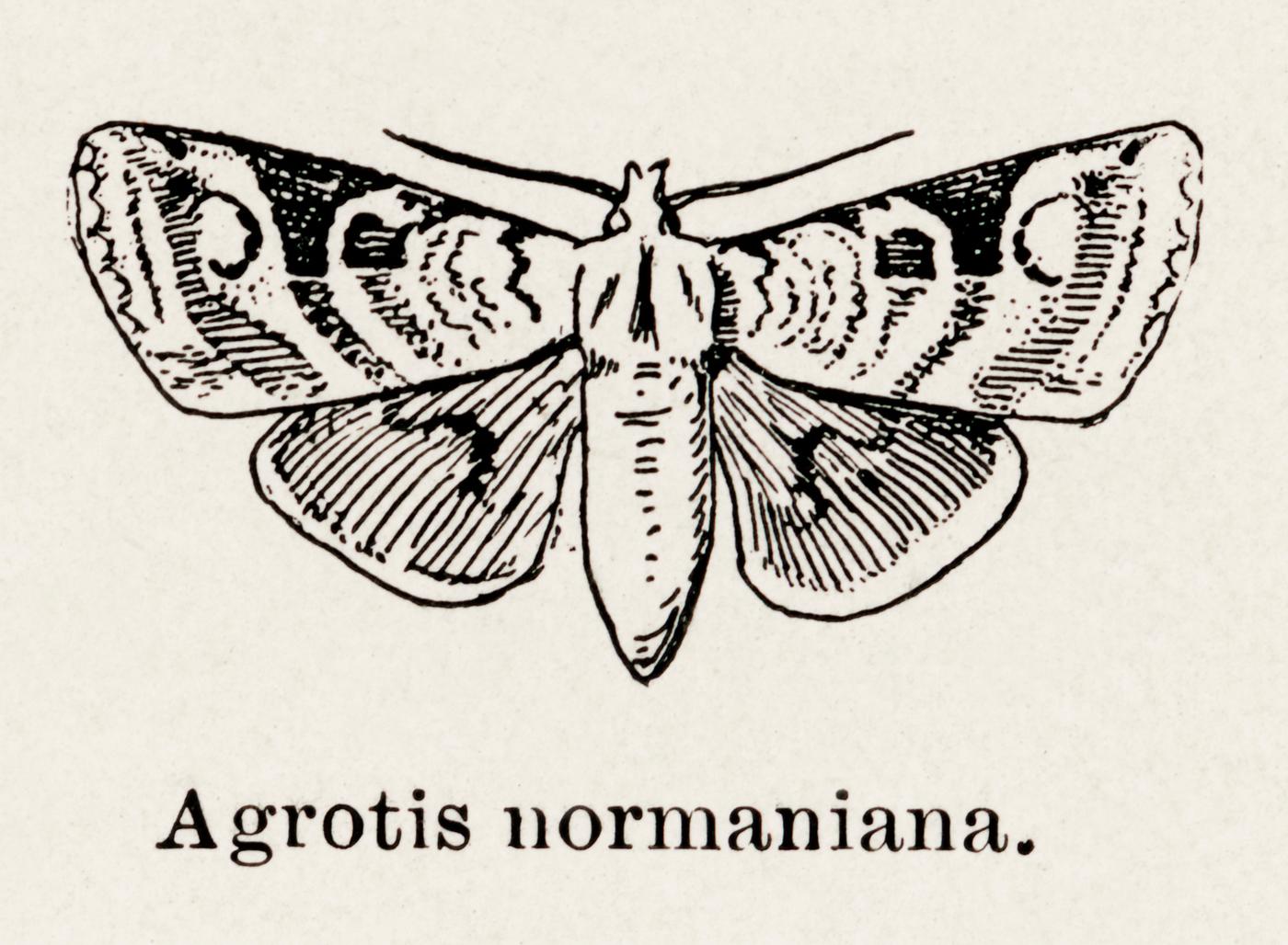 Norman’s Dart (Agrotis normaniana) from Moths and butterflies of the United States (1900) by Sherman F. Denton (1856-... Norman’s Dart (Agrotis normaniana) from Moths and butterflies of the United States (1900) by Sherman F. Denton (1856-...