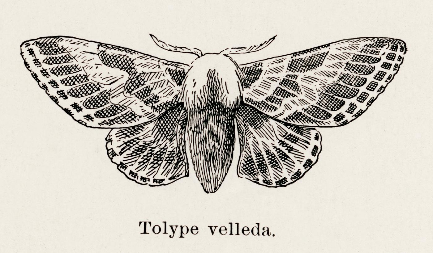 Large Tolype Moth (Tolype velleda) from Moths and butterflies of the United States (1900) by Sherman F. Denton (1856-1937).... Large Tolype Moth (Tolype velleda) from Moths and butterflies of the United States (1900) by Sherman F. Denton (1856-1937)....