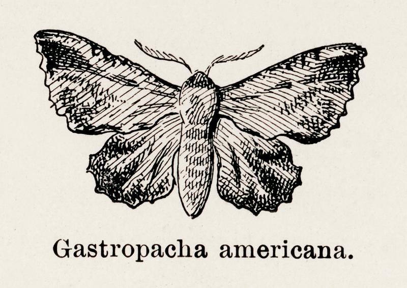 American Lappet Moth (Gastropacha americana) from Moths and butterflies of the United States (1900) by Sherman F. Denton (1856-1937). Digitally enhanced from our own publication. American Lappet Moth (Gastropacha americana) from Moths and butterflies of the United States (1900) by Sherman F. Denton…