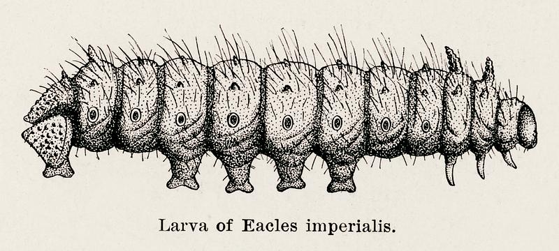 Larva of Eacles imperialis (Imperial Moth) from Moths and butterflies of the United States (1900) by Sherman F. Denton (1856-1937). Digitally enhanced from our own publication. Larva of Eacles imperialis (Imperial Moth) from Moths and butterflies of the United States (1900) by Sherman F. Denton (1856…