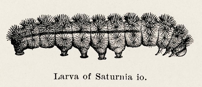 Larva of Saturnia io (Emperor Moth) from Moths and butterflies of the United States (1900) by Sherman F. Denton (1856-1937). Digitally enhanced from our own publication. Larva of Saturnia io (Emperor Moth) from Moths and butterflies of the United States (1900) by Sherman F. Denton (1856-1937).…