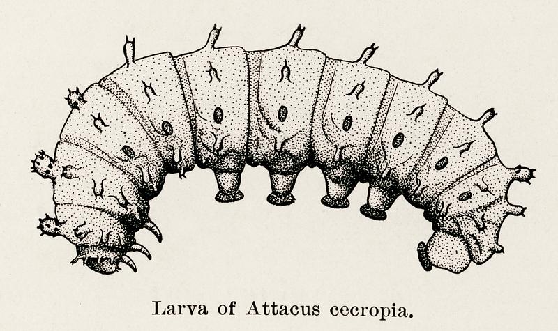 Larva of Attacus cecropia (Cecropia Moth) from Moths and butterflies of the United States (1900) by Sherman F. Denton (1856-1937). Digitally enhanced from our own publication. Larva of Attacus cecropia (Cecropia Moth) from Moths and butterflies of the United States (1900) by Sherman F. Denton (1856…