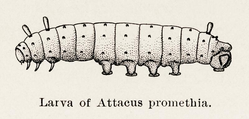 Larva of Attacus promethia (Promethea Silkmoth) from Moths and butterflies of the United States (1900) by Sherman F. Denton (1856-1937). Digitally enhanced from our own publication. Larva of Attacus promethia (Promethea Silkmoth) from Moths and butterflies of the United States (1900) by Sherman F. Denton…