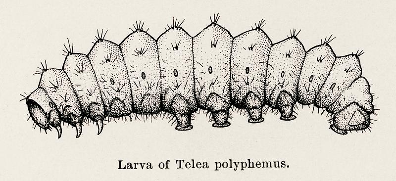 Larva of Telea polyphemus (Polyphemus Moth) from Moths and butterflies of the United States (1900) by Sherman F. Denton (1856-1937). Digitally enhanced from our own publication. Larva of Telea polyphemus (Polyphemus Moth) from Moths and butterflies of the United States (1900) by Sherman F. Denton (1856…