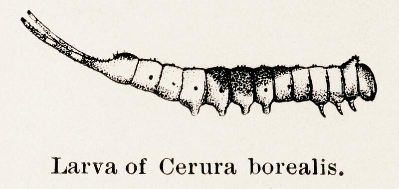 Larva of Cerura borealis (Northern Cerura) from Moths and butterflies of the United States (1900) by Sherman F. Denton (1856-1937). Digitally enhanced from our own publication. Larva of Cerura borealis (Northern Cerura) from Moths and butterflies of the United States (1900) by Sherman F. Denton (1856…