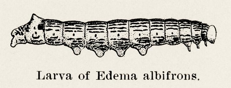 Larva of Edema albifrons (Red-humped Oakworm Moth) from Moths and butterflies of the United States (1900) by Sherman F. Denton (1856-1937). Digitally enhanced from our own publication. Larva of Edema albifrons (Red-humped Oakworm Moth) from Moths and butterflies of the United States (1900) by Sherman F.…