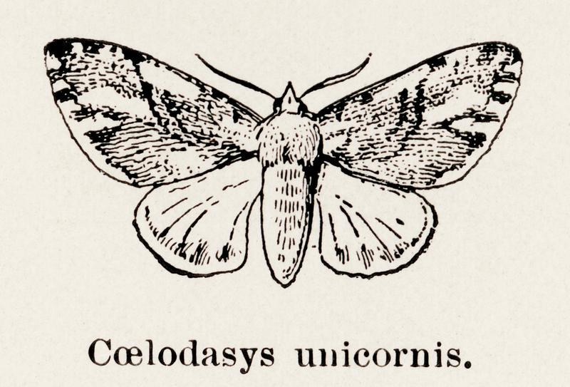 Unicorn moth (Coelodasys unicornis) from Moths and butterflies of the United States (1900) by Sherman F. Denton (1856-1937). Digitally enhanced from our own publication. Unicorn moth (Coelodasys unicornis) from Moths and butterflies of the United States (1900) by Sherman F. Denton (1856-1937).…