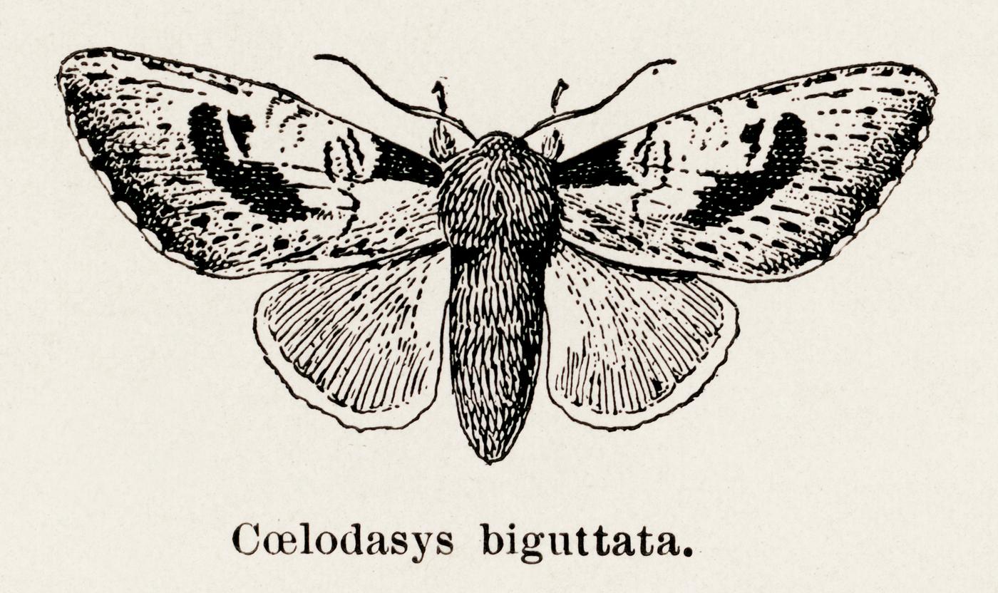 Morning Glory Prominent Moth (Coelodasys biguttata) from Moths and butterflies of the United States (1900) by Sherman F.... Morning Glory Prominent Moth (Coelodasys biguttata) from Moths and butterflies of the United States (1900) by Sherman F....