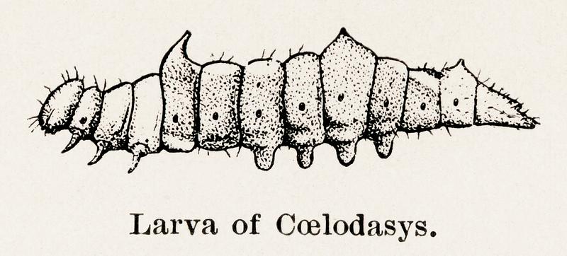 Larva of Coelodasys (Moth) from Moths and butterflies of the United States (1900) by Sherman F. Denton (1856-1937). Digitally enhanced from our own publication. Larva of Coelodasys (Moth) from Moths and butterflies of the United States (1900) by Sherman F. Denton (1856-1937). Digitally…