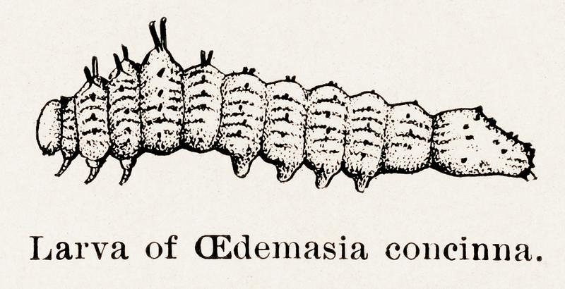Larva of Oedemasia concinna (Red-humped Caterpillar) from Moths and butterflies of the United States (1900) by Sherman F. Denton (1856-1937). Digitally enhanced from our own publication. Larva of Oedemasia concinna (Red-humped Caterpillar) from Moths and butterflies of the United States (1900) by Sherman F.…