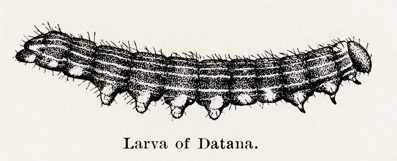 Larva of Datana (Yellownecked Caterpillar) from Moths and butterflies of the United States (1900) by Sherman F. Denton (1856-1937). Digitally enhanced from our own publication. Larva of Datana (Yellownecked Caterpillar) from Moths and butterflies of the United States (1900) by Sherman F. Denton (1856…