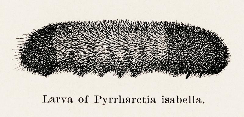 Larva of Pyrrharctia isabella (Isabella Tiger Moth) from Moths and butterflies of the United States (1900) by Sherman F. Denton (1856-1937). Digitally enhanced from our own publication. Larva of Pyrrharctia isabella (Isabella Tiger Moth) from Moths and butterflies of the United States (1900) by Sherman F.…