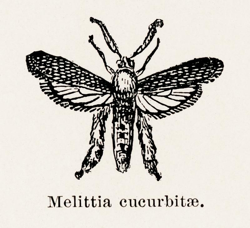 Squash Vine Borer (Melittia cucurbitae) from Moths and butterflies of the United States (1900) by Sherman F. Denton (1856-1937). Digitally enhanced from our own publication. Squash Vine Borer (Melittia cucurbitae) from Moths and butterflies of the United States (1900) by Sherman F. Denton (1856…