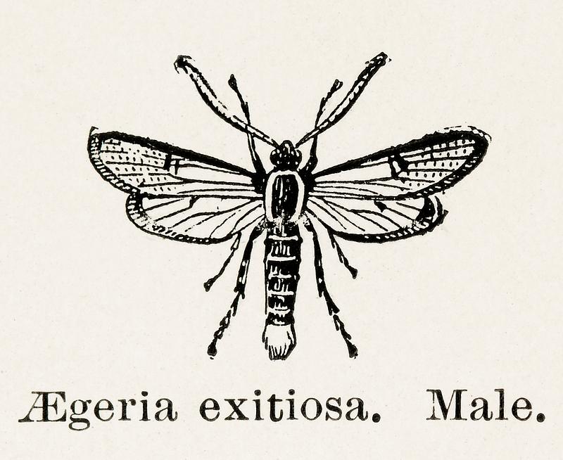 Peachtree Borer (Aegeria exitiosa) - Male from Moths and butterflies of the United States (1900) by Sherman F. Denton (1856-1937). Digitally enhanced from our own publication. Peachtree Borer (Aegeria exitiosa) - Male from Moths and butterflies of the United States (1900) by Sherman F. Denton (1856…