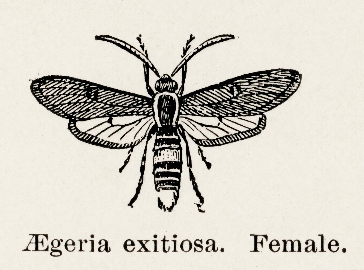 Peachtree Borer (Aegeria exitiosa) - Female from Moths and butterflies of the United States (1900) by Sherman F. Denton (... Peachtree Borer (Aegeria exitiosa) - Female from Moths and butterflies of the United States (1900) by Sherman F. Denton (...