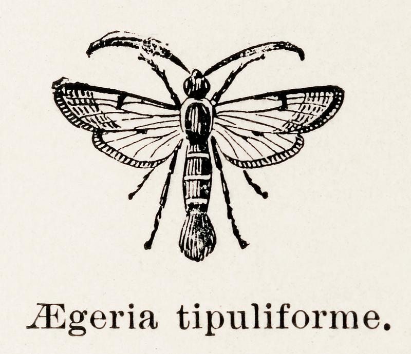 Currant Clearwing Moth (Aegeria tipuliforme) from Moths and butterflies of the United States (1900) by Sherman F. Denton (1856-1937). Digitally enhanced from our own publication. Currant Clearwing Moth (Aegeria tipuliforme) from Moths and butterflies of the United States (1900) by Sherman F. Denton…