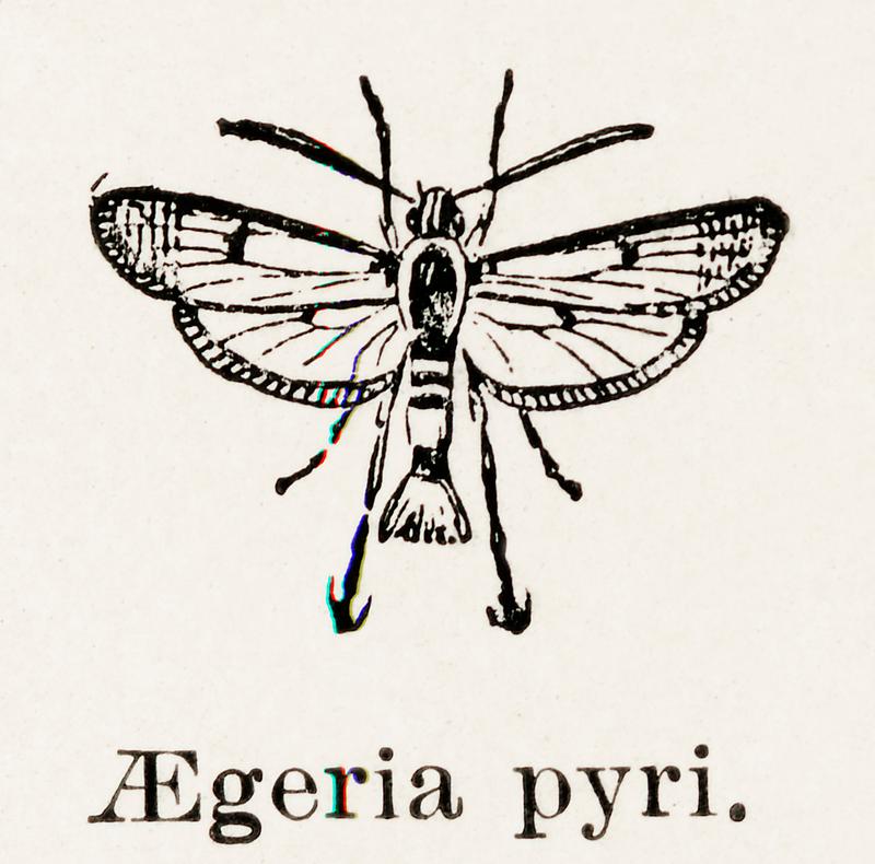 Apple Bark Borer (Aegeria pyri) from Moths and butterflies of the United States (1900) by Sherman F. Denton (1856-1937). Digitally enhanced from our own publication. Apple Bark Borer (Aegeria pyri) from Moths and butterflies of the United States (1900) by Sherman F. Denton (1856-1937).…