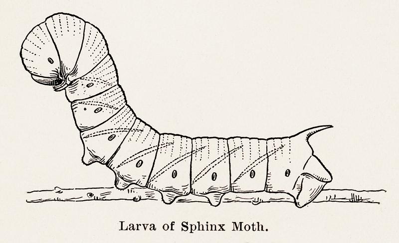 Larva of Sphinx Moth from Moths and butterflies of the United States (1900) by Sherman F. Denton (1856-1937). Digitally enhanced from our own publication. Larva of Sphinx Moth from Moths and butterflies of the United States (1900) by Sherman F. Denton (1856-1937). Digitally…