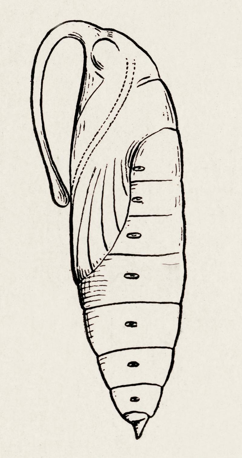 Pupae of Sphinx Moth from Moths and butterflies of the United States (1900) by Sherman F. Denton (1856-1937). Digitally enhanced from our own publication. Pupae of Sphinx Moth from Moths and butterflies of the United States (1900) by Sherman F. Denton (1856-1937). Digitally…