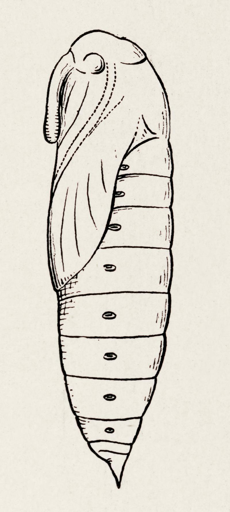 Pupae of Sphinx Moth from Moths and butterflies of the United States (1900) by Sherman F. Denton (1856-1937). Digitally enhanced from our own publication. Pupae of Sphinx Moth from Moths and butterflies of the United States (1900) by Sherman F. Denton (1856-1937). Digitally…