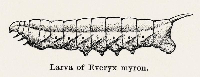 Larva of Everyx myron from Moths and butterflies of the United States (1900) by Sherman F. Denton (1856-1937). Digitally enhanced from our own publication. Larva of Everyx myron from Moths and butterflies of the United States (1900) by Sherman F. Denton (1856-1937). Digitally…
