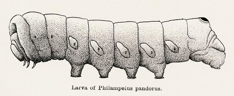 Larva of Philampelus pandorus (Pandora Sphinx Moth) from Moths and butterflies of the United States (1900) by Sherman F. Denton (1856-1937). Digitally enhanced from our own publication. Larva of Philampelus pandorus (Pandora Sphinx Moth) from Moths and butterflies of the United States (1900) by Sherman F.…