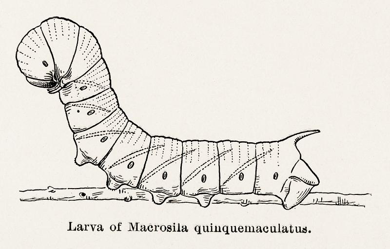 Larva of Macrosila quinquemaculatus (Five-spotted Hawkmoth) from Moths and butterflies of the United States (1900) by Sherman F. Denton (1856-1937). Digitally enhanced from our own publication. Larva of Macrosila quinquemaculatus (Five-spotted Hawkmoth) from Moths and butterflies of the United States (1900) by Sherman…