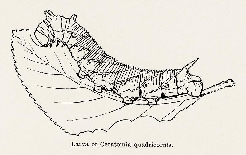 Larva of Ceratomia quadricornis (Elm sphinx) from Moths and butterflies of the United States (1900) by Sherman F. Denton (1856-1937). Digitally enhanced from our own publication. Larva of Ceratomia quadricornis (Elm sphinx) from Moths and butterflies of the United States (1900) by Sherman F. Denton…