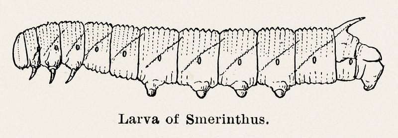 Larva of Smerinthus (Hawkmoth) from Moths and butterflies of the United States (1900) by Sherman F. Denton (1856-1937). Digitally enhanced from our own publication. Larva of Smerinthus (Hawkmoth) from Moths and butterflies of the United States (1900) by Sherman F. Denton (1856-1937).…