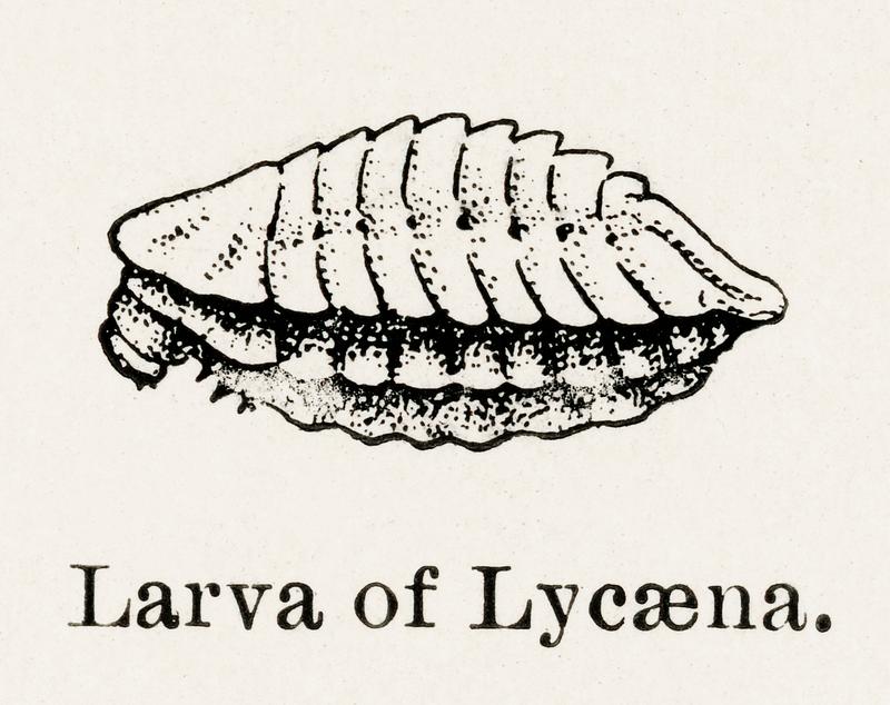 Larva of Lycaena (Copper) from Moths and butterflies of the United States (1900) by Sherman F. Denton (1856-1937). Digitally enhanced from our own publication. Larva of Lycaena (Copper) from Moths and butterflies of the United States (1900) by Sherman F. Denton (1856-1937). Digitally…