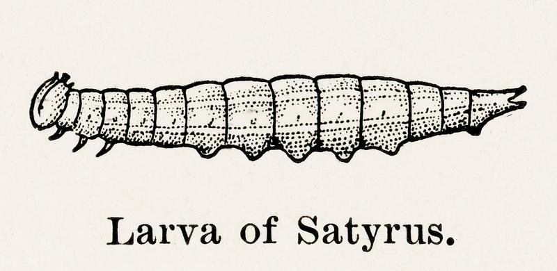 Larva of Satyrus (Satyr) from Moths and butterflies of the United States (1900) by Sherman F. Denton (1856-1937). Digitally enhanced from our own publication. Larva of Satyrus (Satyr) from Moths and butterflies of the United States (1900) by Sherman F. Denton (1856-1937). Digitally…