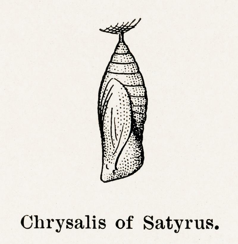 Chrysalis of Satyrus (Satyr) from Moths and butterflies of the United States (1900) by Sherman F. Denton (1856-1937). Digitally enhanced from our own publication. Chrysalis of Satyrus (Satyr) from Moths and butterflies of the United States (1900) by Sherman F. Denton (1856-1937).…