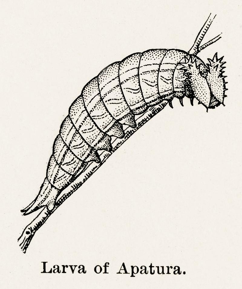 Larva of Apatura (Emperors) from Moths and butterflies of the United States (1900) by Sherman F. Denton (1856-1937). Digitally enhanced from our own publication. Larva of Apatura (Emperors) from Moths and butterflies of the United States (1900) by Sherman F. Denton (1856-1937).…